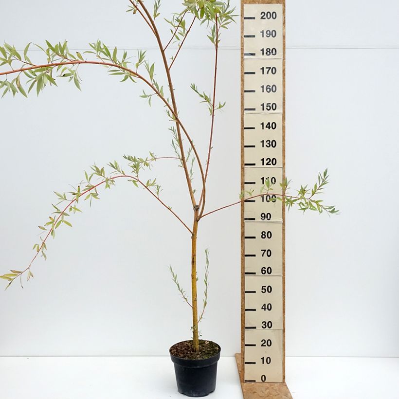 Exemplar von Silber-Weide Pamiati Bażowa - Salix (x) alba Topf mit 7,5L/10L wie im Sommer geliefert