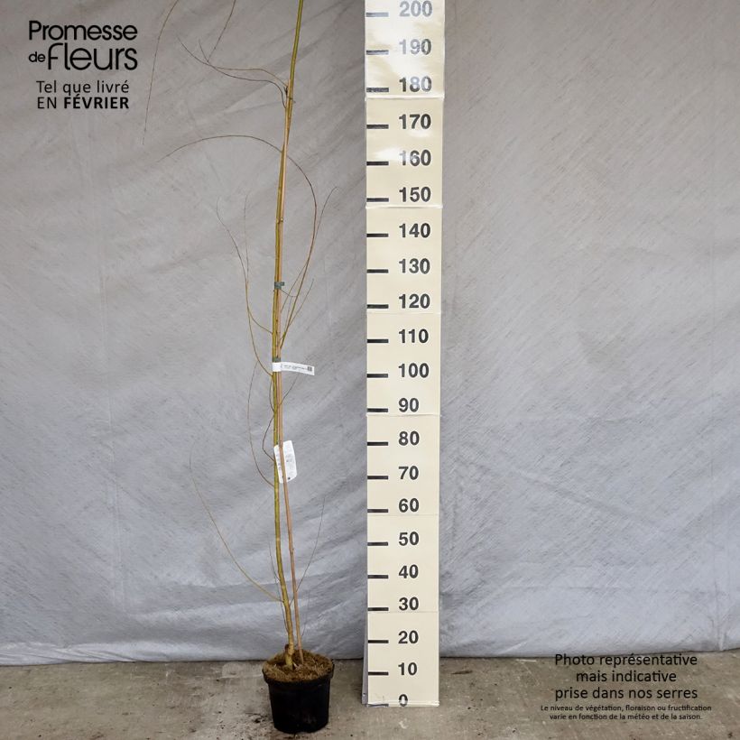 Exemplar von Silber-Weide Tristis - Salix alba Topf mit 4L/5L wie im Winter geliefert