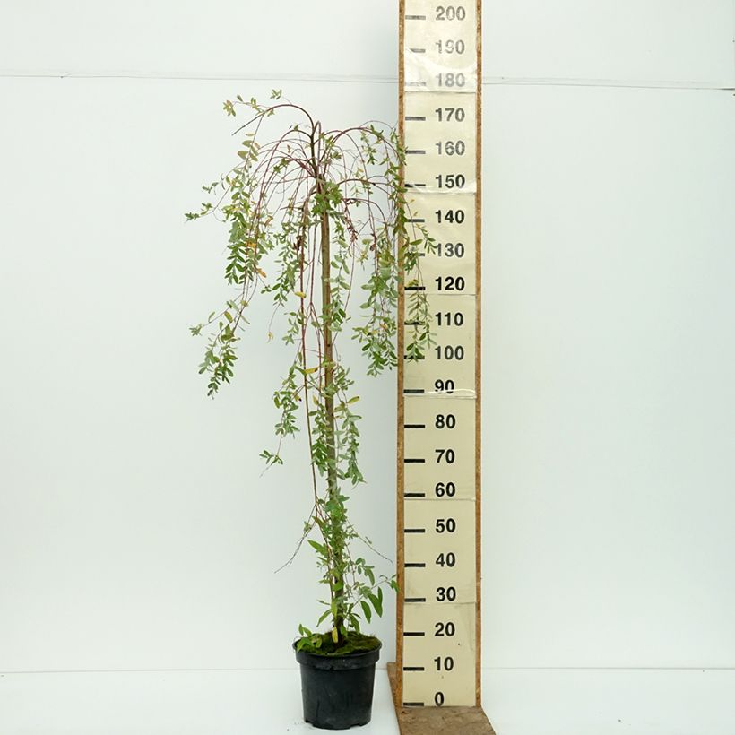 Exemplar von Harlekinweide Pendula -  Salix integra Topf mit 3L/4L, Stamm wie im Herbst geliefert