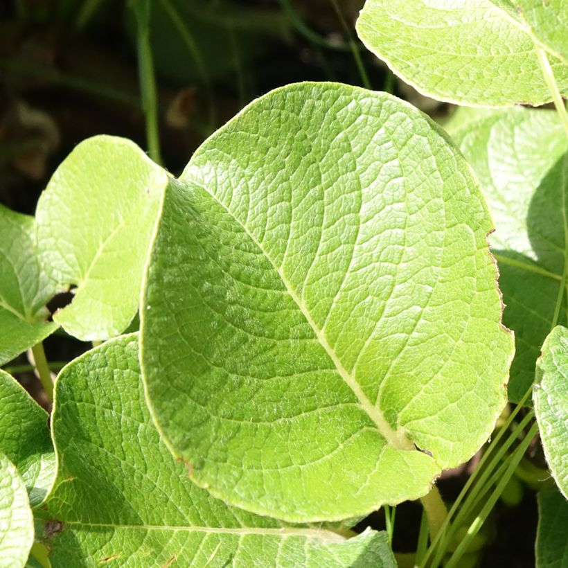 Kurilen-Weide - Salix kurilensis (Laub)