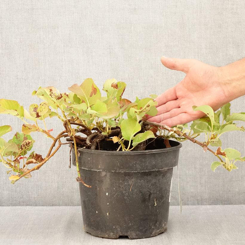 Exemplar von Kurilen-Weide - Salix kurilensis Topf mit 4L/5L wie im Sommer geliefert