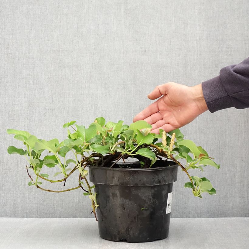 Exemplar von Kurilen-Weide - Salix kurilensis Topf mit 4L/5L wie im Frühjahr geliefert