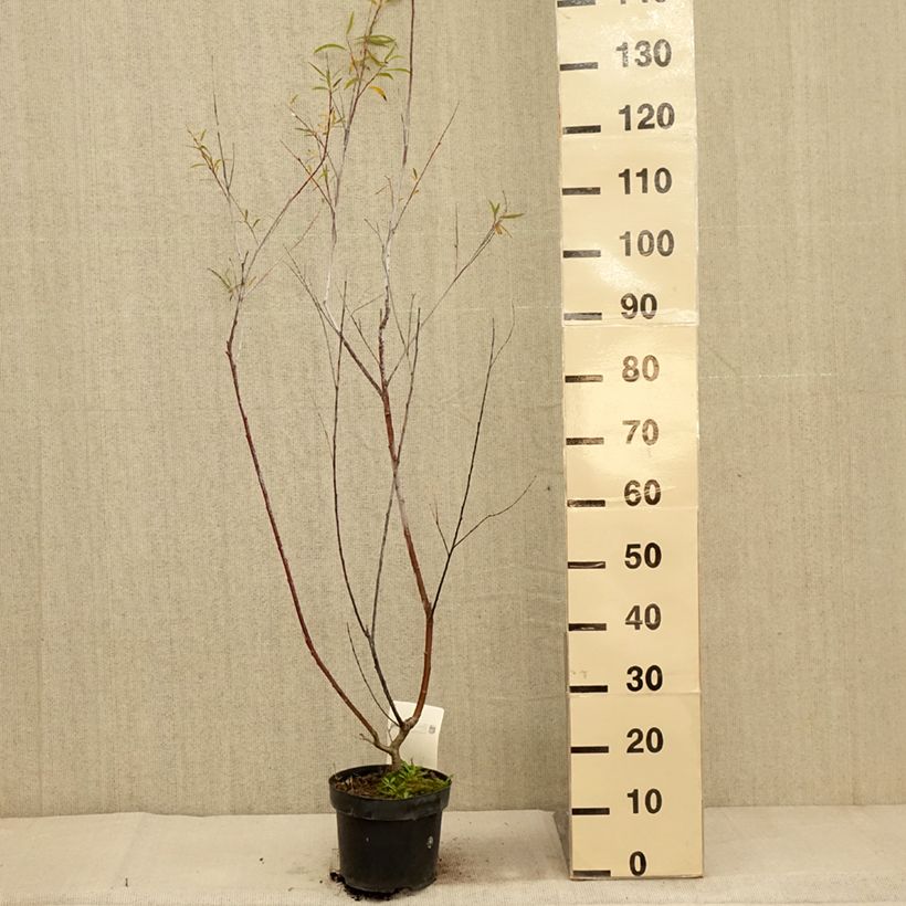 Exemplar von Spitzblättrige Weide Blue Streak - Salix acutifolia Topf mit 3L/4L wie im Herbst geliefert