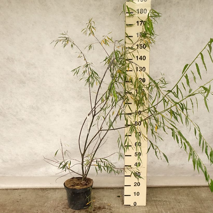 Exemplar von Spitzblättrige Weide Blue Streak - Salix acutifolia Topf mit 7,5L/10L wie im Sommer geliefert