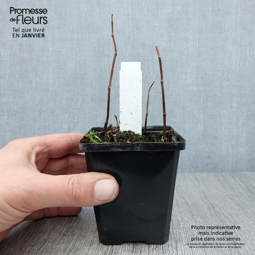 Exemplar von Saururus cernuus - Saururus Kleine Töpfe von 8/9 cm wie im Winter geliefert