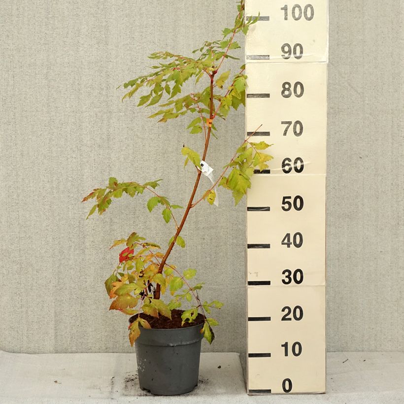 Exemplar von Koelreuteria paniculata Coral Sun - Blasenesche Topf mit 7,5L/10L wie im Herbst geliefert
