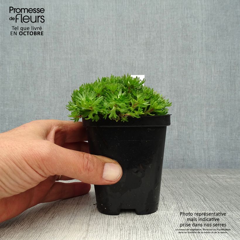 Exemplar von Saxifraga arendsii Purpurteppich - Garten-Moos-Steinbrech Kleine Töpfe von 8/9 cm wie im Herbst geliefert
