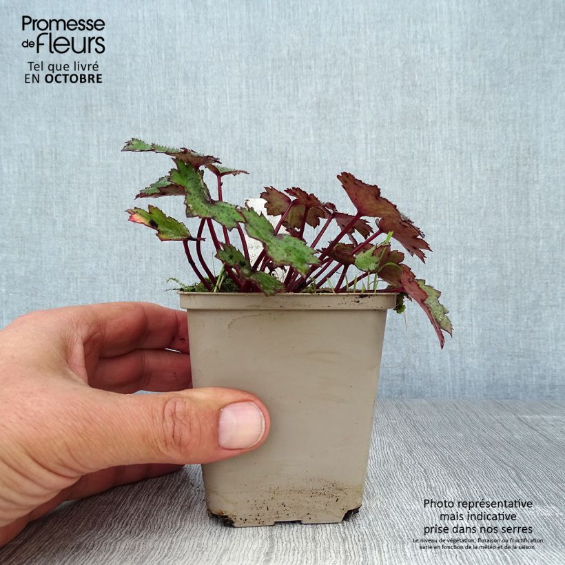 Exemplar von Saxifraga cortusifolia Black Ruby - Herbst-Steinbrech Kleine Töpfe von 8/9 cm wie im Herbst geliefert