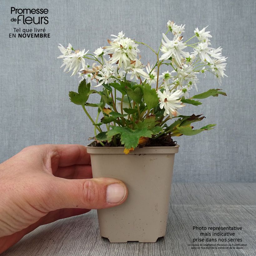 Exemplar von Saxifraga cortusifolia Shiranami - Herbst-Steinbrech Kleine Töpfe von 8/9 cm wie im Herbst geliefert