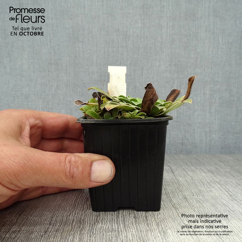 Exemplar von Saxifraga cotyledon Southside Seedling - Strauß-Steinbrech Kleine Töpfe von 8/9 cm wie im Herbst geliefert