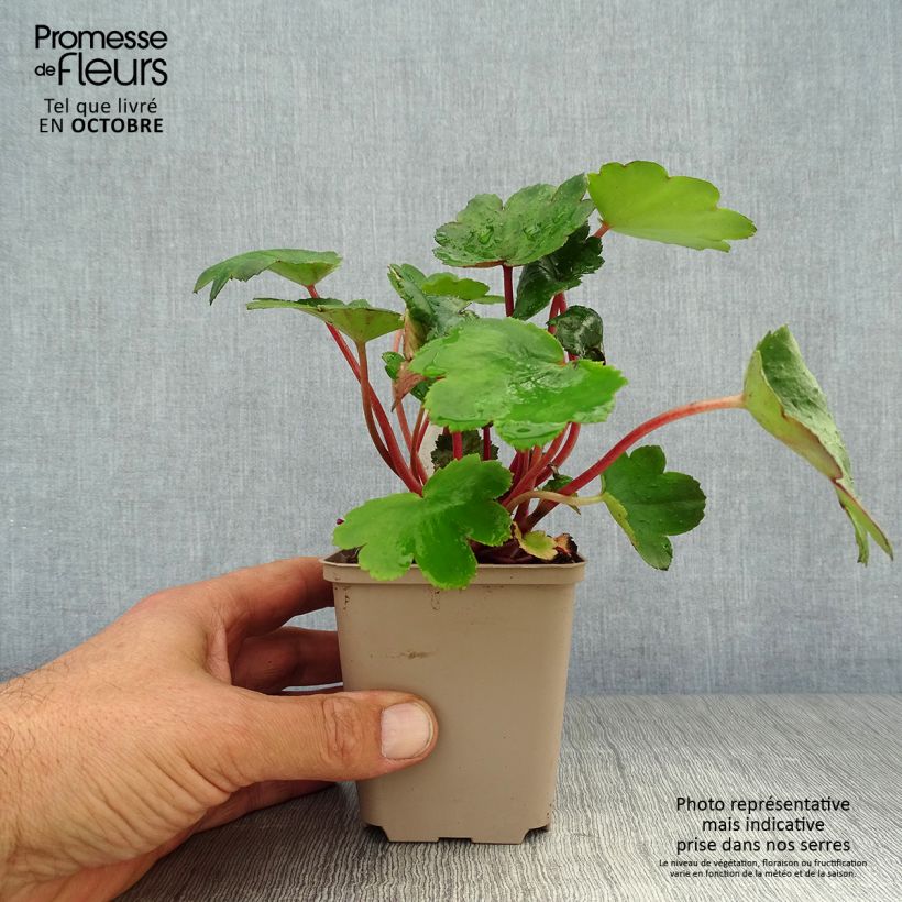 Exemplar von Saxifraga fortunei Beni Tsukasa - Herbst-Steinbrech Kleine Töpfe von 8/9 cm wie im Herbst geliefert