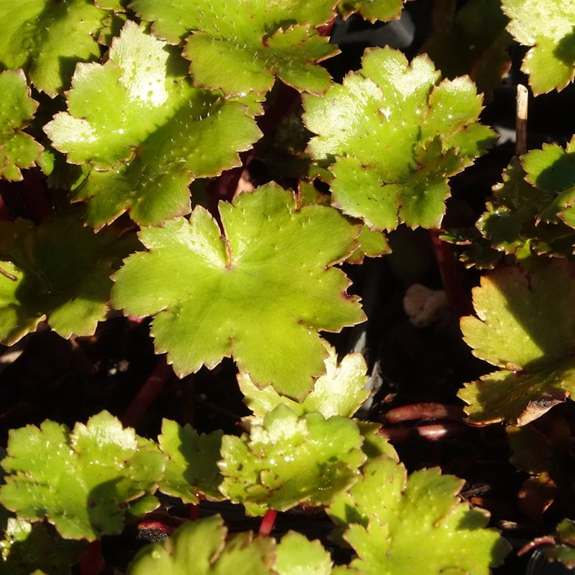 Saxifraga fortunei Beni Tsukasa - Herbst-Steinbrech (Laub)