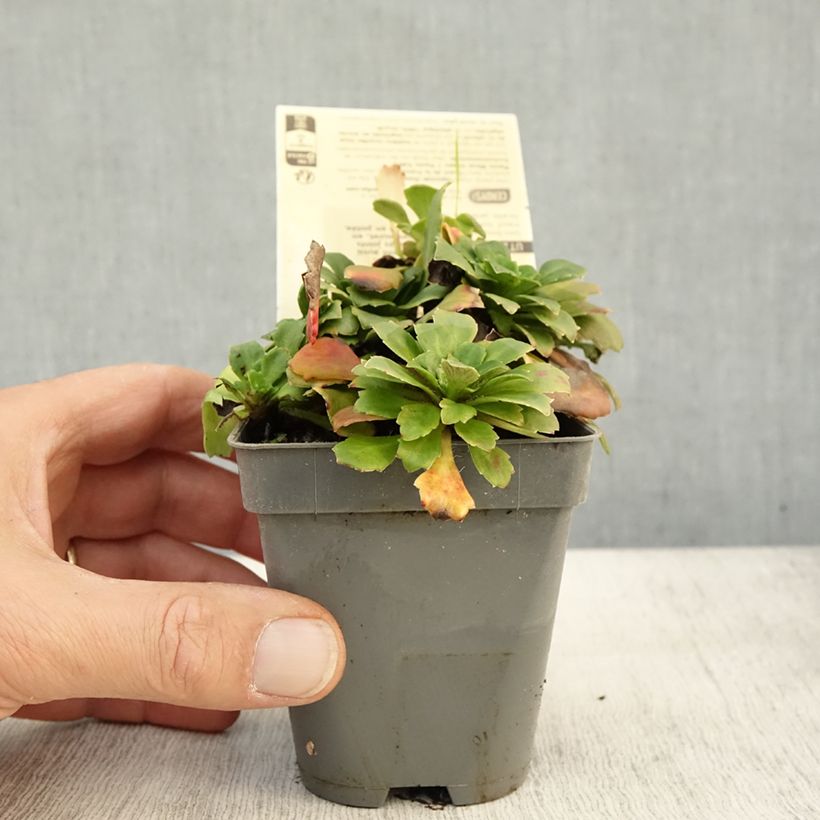 Exemplar von Saxifraga urbium Aureopunctata - Porzellanblümchen Kleine Töpfe von 8/9 cm wie im Herbst geliefert