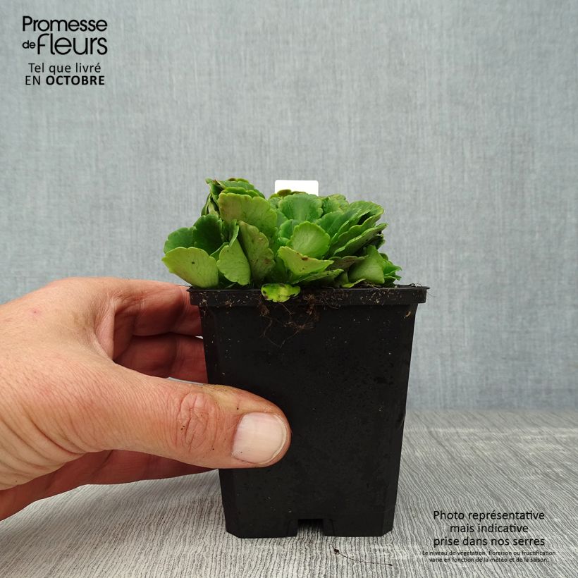 Exemplar von Saxifraga urbium - Porzellanblümchen Kleine Töpfe von 8/9 cm wie im Herbst geliefert