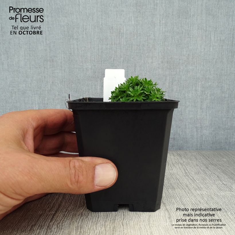 Exemplar von Saxifraga arendsii Pixie White - Garten-Moos-Steinbrech Kleine Töpfe von 8/9 cm wie im Herbst geliefert