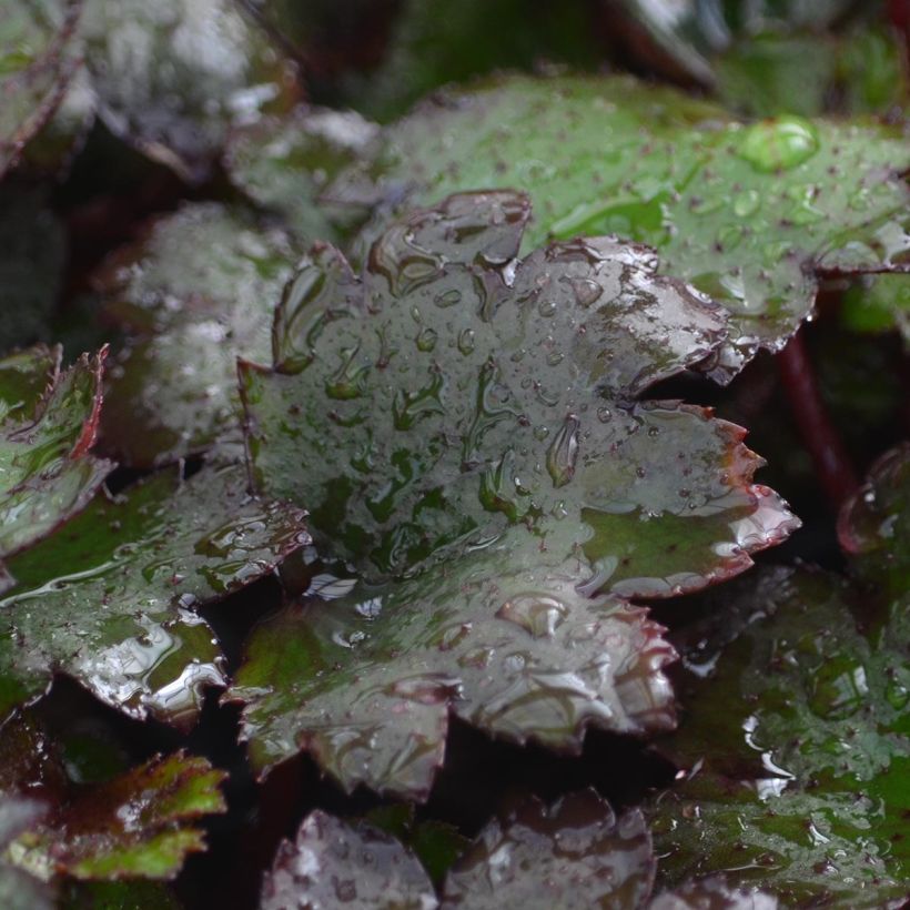 Saxifraga cortusifolia Black Ruby - Herbst-Steinbrech (Laub)