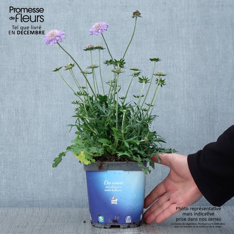 Exemplar von Tauben-Skabiose Butterfly Blue - Scabiosa columbaria Topf mit 2L/3L wie im Herbst geliefert