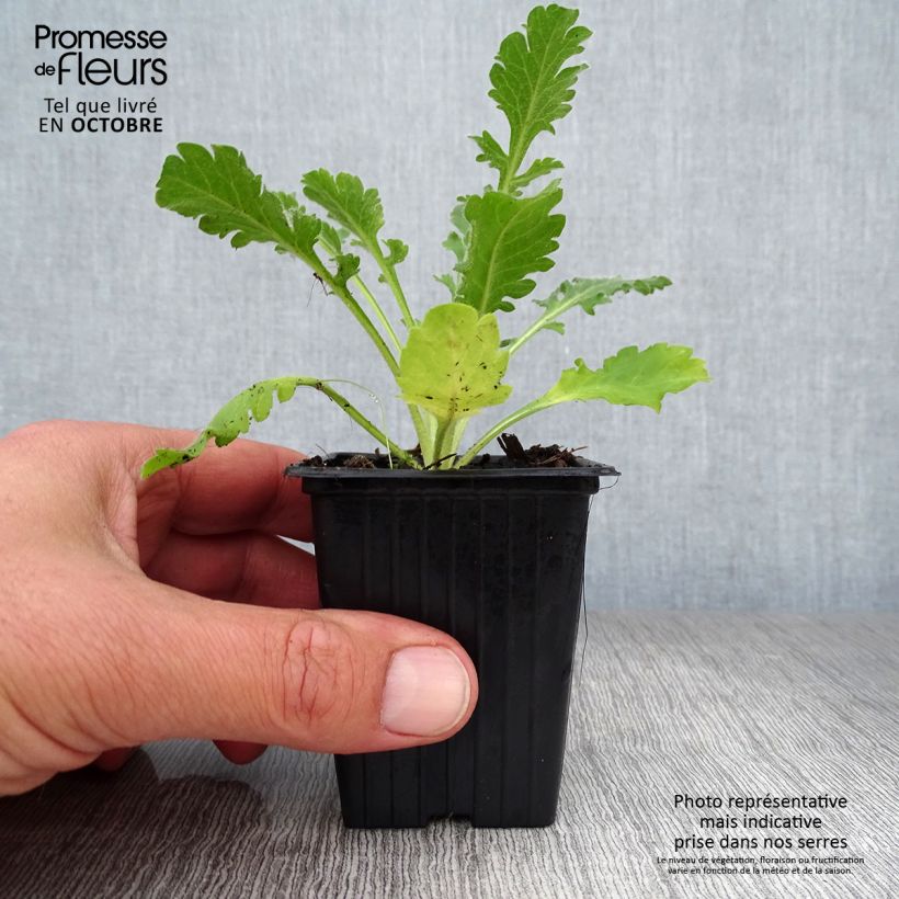 Exemplar von Tauben-Skabiose Pink Mist - Scabiosa columbaria Kleine Töpfe von 7/8 cm wie im Herbst geliefert