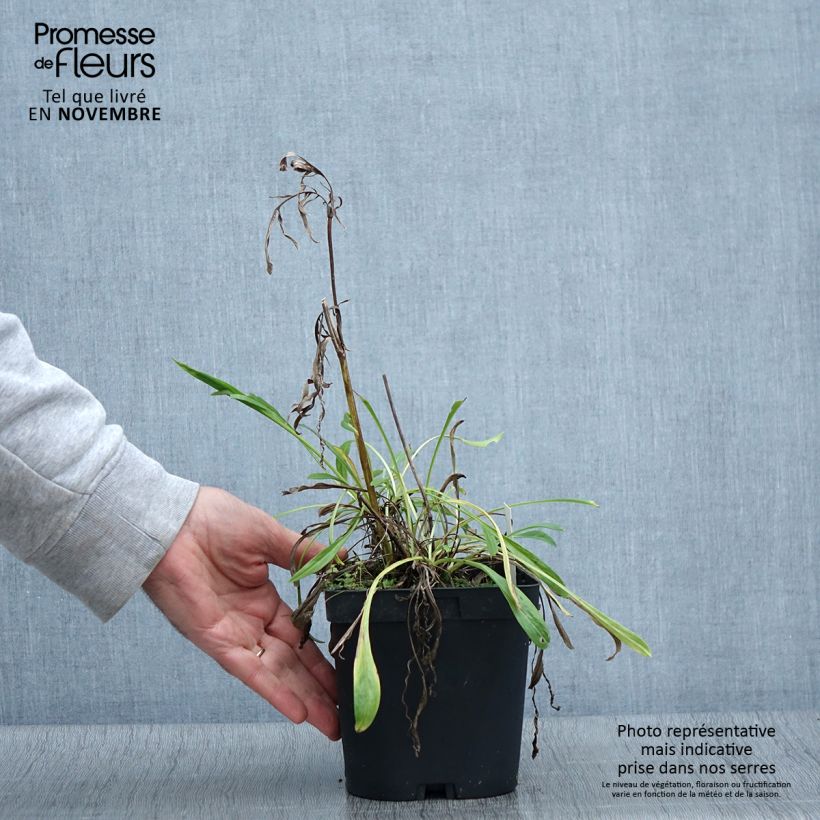 Exemplar von Große Skabiose Alba - Scabiosa caucasica Topf mit 2L/3L wie im Herbst geliefert