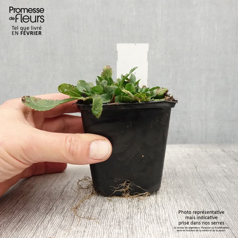 Exemplar von Tauben-Skabiose Pincushion Pink - Scabiosa columbaria var. nana Kleine Töpfe von 8/9 cm wie im Winter geliefert