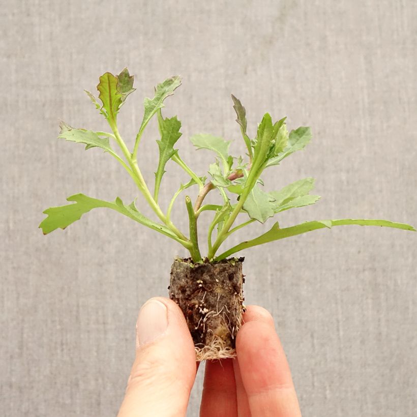 Exemplar von Scaevola aemula Baby Pink Touch - Blaue Fächerblume Mini-Plug Ø 3/4 cm wie im Frühjahr geliefert