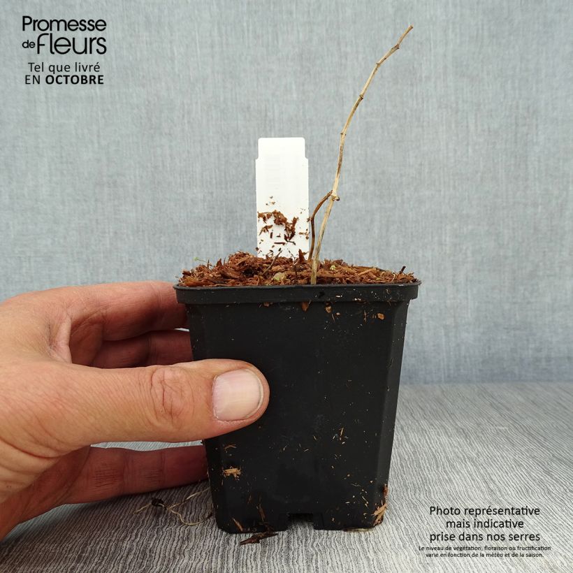 Exemplar von Polygonatum falcatum Variegatum - Weißwurz Kleine Töpfe von 8/9 cm wie im Herbst geliefert