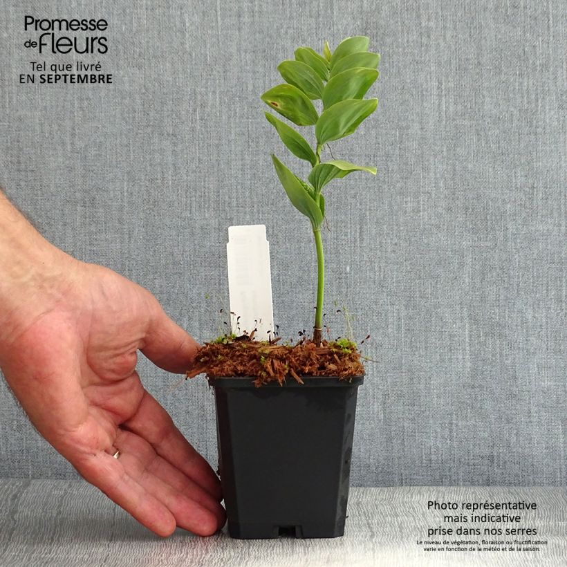 Exemplar von Polygonatum commutatum - Großes Salomonssiegel Kleine Töpfe von 8/9 cm wie im Sommer geliefert