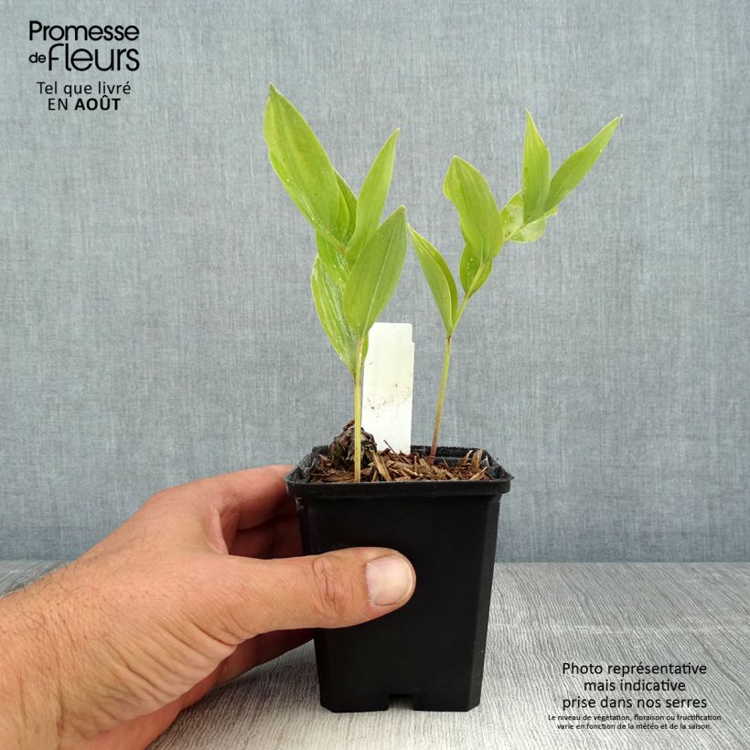 Exemplar von Polygonatum odoratum - Weißwurz Kleine Töpfe von 8/9 cm wie im Sommer geliefert