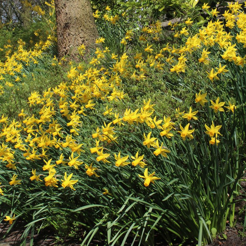 Narcissus cyclamineus Rapture (Hafen)