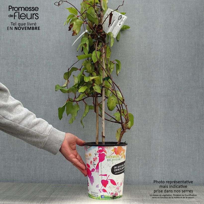 Exemplar von Schisandra rubriflora - Rotblühendes Spaltkölbchen Topf mit 4L/5L wie im Herbst geliefert