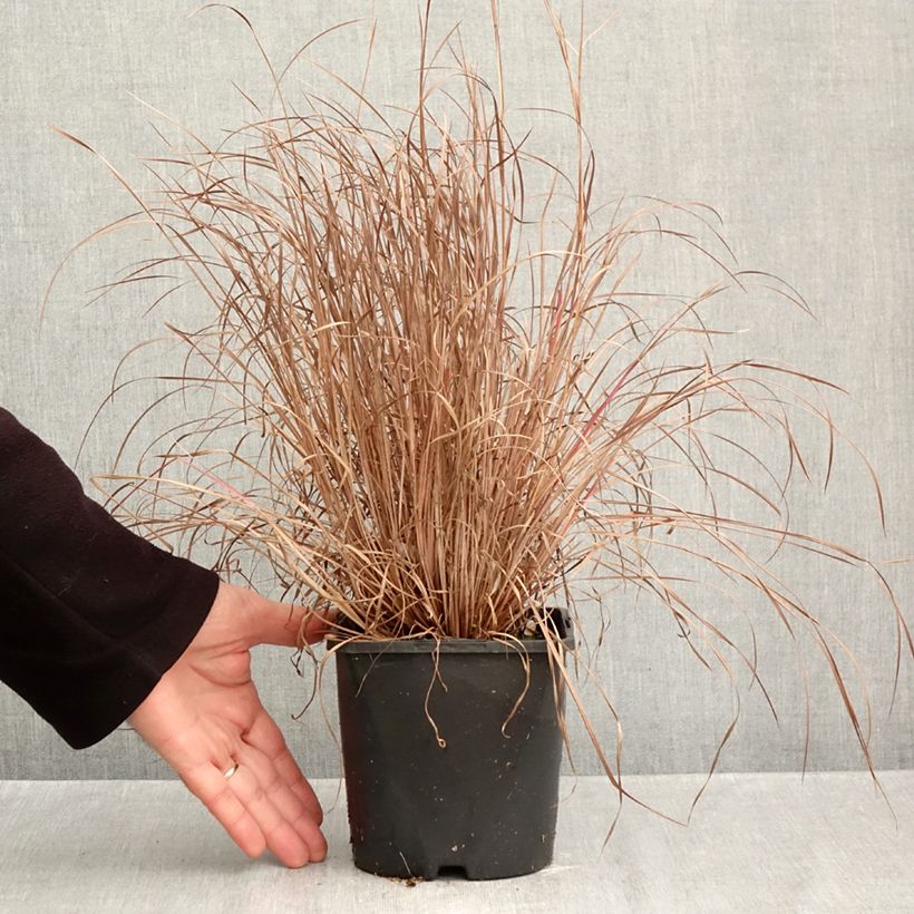 Exemplar von Schizachyrium scoparium Colorado - Blaugraues Präriegras Topf mit 2L/3L wie im Herbst geliefert