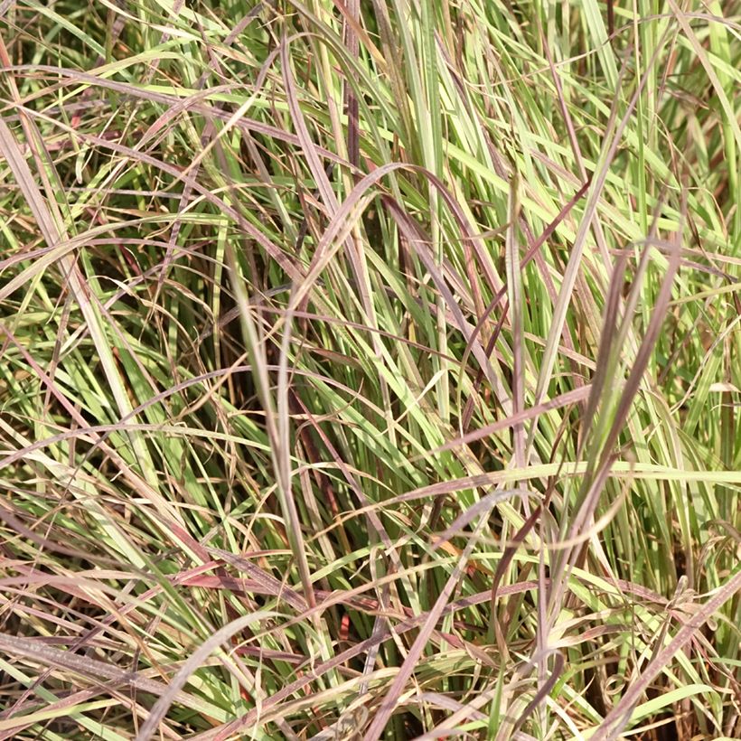 Schizachyrium scoparium Colorado - Blaugraues Präriegras (Laub)