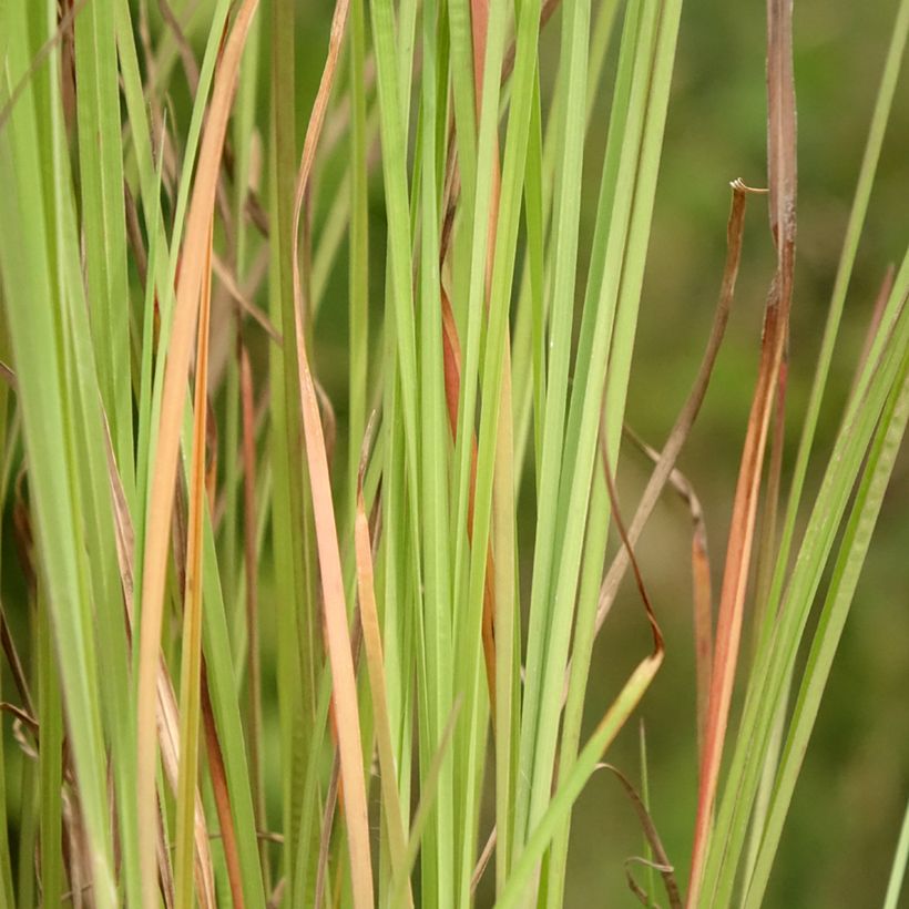 Schizachyrium scoparium Blaze - Blaugraues Präriegras (Laub)