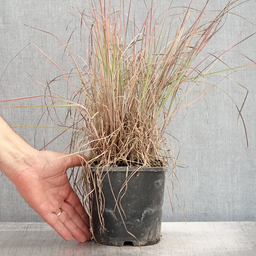 Exemplar von Schizachyrium scoparium Blue Heaven - Blaugraues Präriegras Topf mit 2L/3L wie im Herbst geliefert