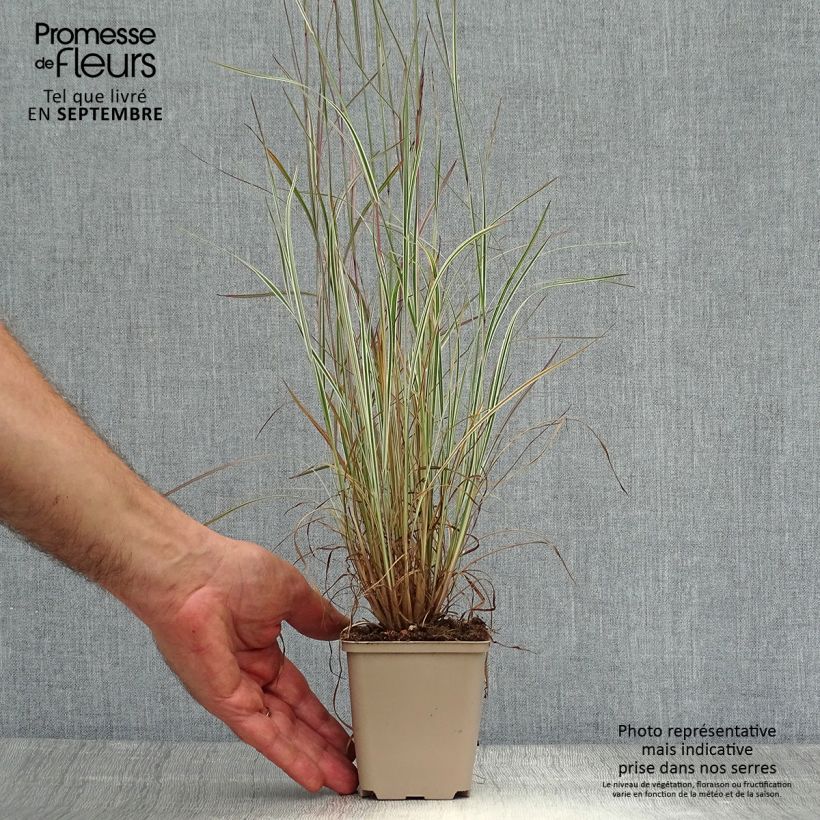 Exemplar von Schizachyrium scoparium Chameleon - Blaugraues Präriegras Kleine Töpfe von 8/9 cm wie im Herbst geliefert