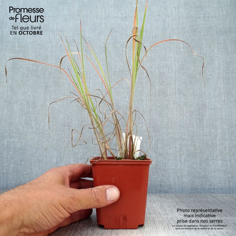 Exemplar von Schizachyrium scoparium Ha Ha Tonka - Blaugraues Präriegras Kleine Töpfe von 8/9 cm wie im Herbst geliefert