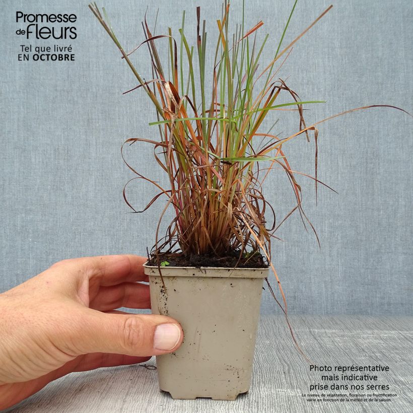 Exemplar von Schizachyrium scoparium Prairie Blues - Blaugraues Präriegras Kleine Töpfe von 8/9 cm wie im Herbst geliefert