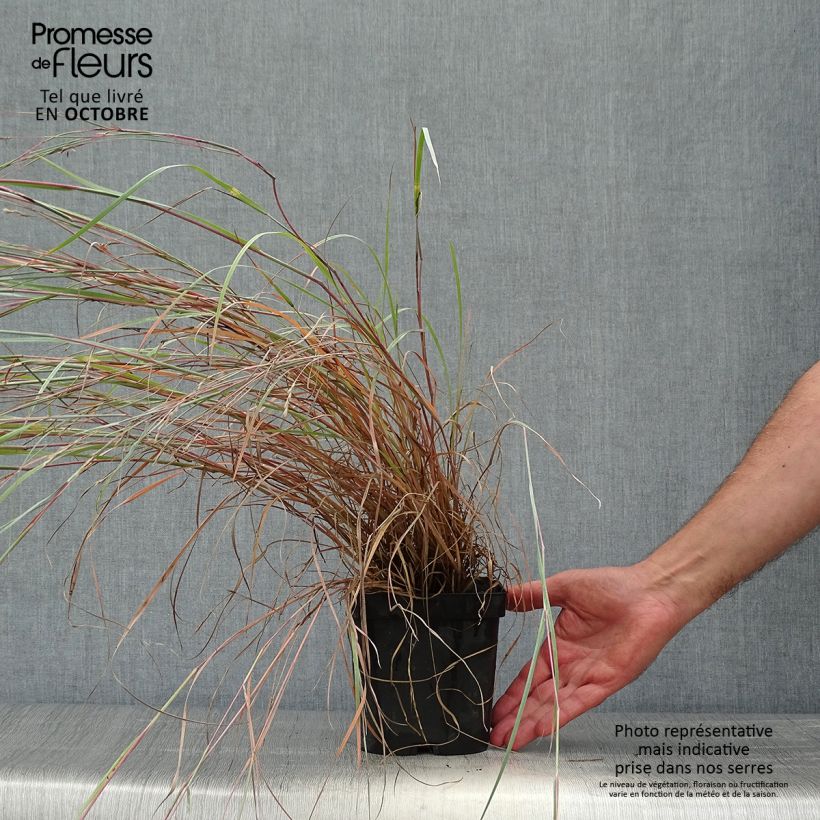 Exemplar von Schizachyrium scoparium Prairie Blues - Blaugraues Präriegras Topf mit 2L/3L wie im Herbst geliefert