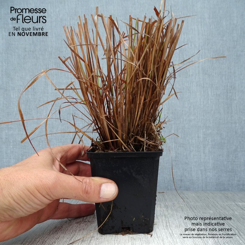 Exemplar von Schizachyrium scoparium Standing Ovation - Blaugraues Präriegras Kleine Töpfe von 8/9 cm wie im Herbst geliefert