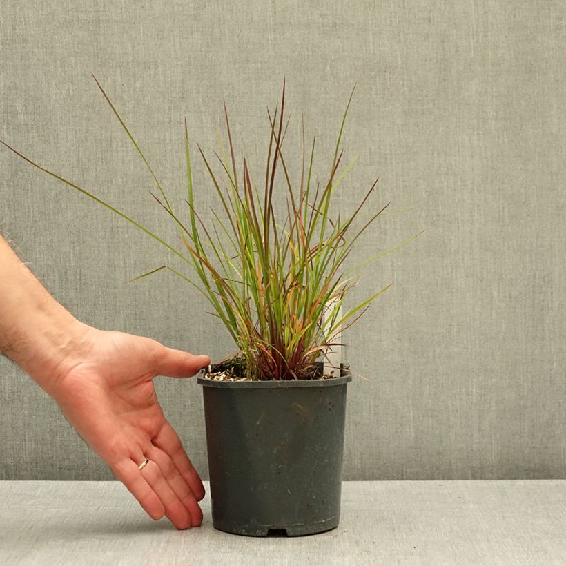 Exemplar von Schizachyrium scoparium Standing Ovation - Blaugraues Präriegras Topf mit 1L/1,5L wie im Herbst geliefert