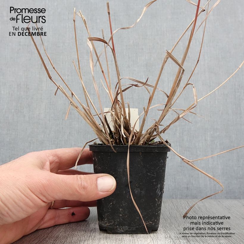 Exemplar von Schizachyrium scoparium Wild West - Blaugraues Präriegras Kleine Töpfe von 8/9 cm wie im Herbst geliefert