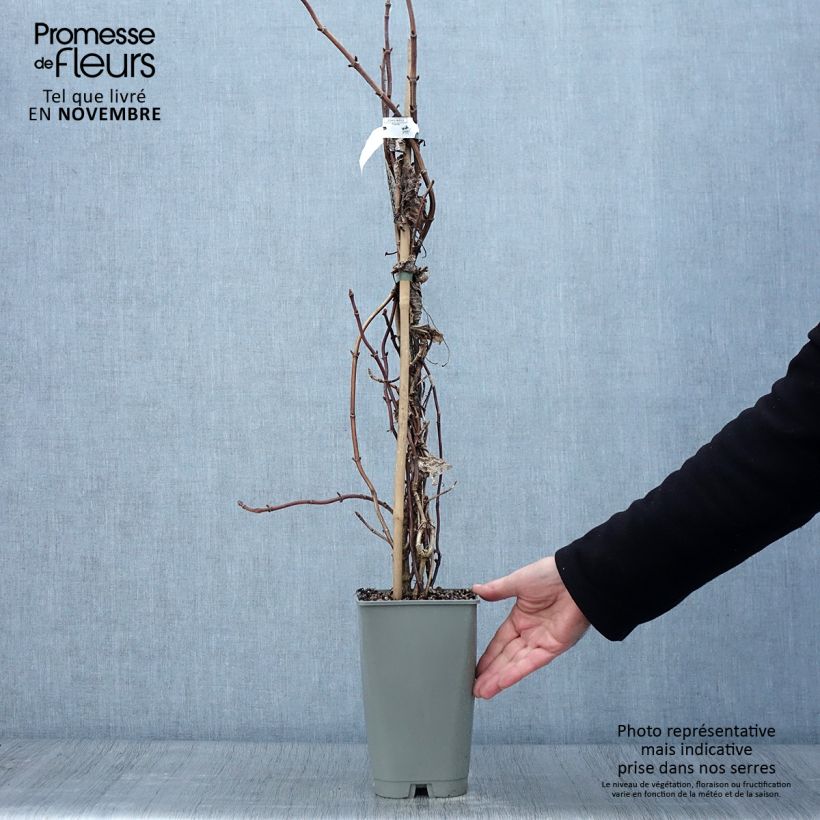 Exemplar von Schizophragma hydrangeoides Burst of Light - Spalthortensie Topf mit 2L/3L wie im Herbst geliefert