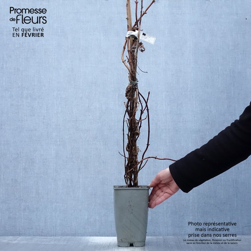 Exemplar von Schizophragma hydrangeoides Burst of Light - Spalthortensie Topf mit 2L/3L wie im Winter geliefert