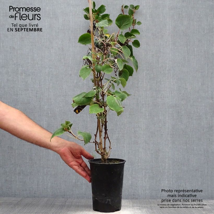 Exemplar von Schizophragma hydrangeoides - Spalthortensie Topf mit 2L/3L wie im Herbst geliefert