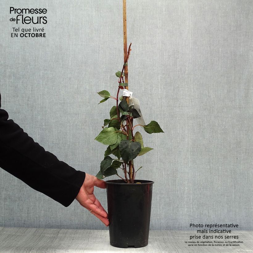 Exemplar von Schizophragma hydrangeoides Rose Sensation - Spalthortensie Topf mit 2L/3L wie im Herbst geliefert