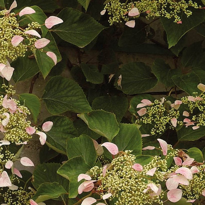 Schizophragma hydrangeoides Rose Sensation - Spalthortensie (Laub)