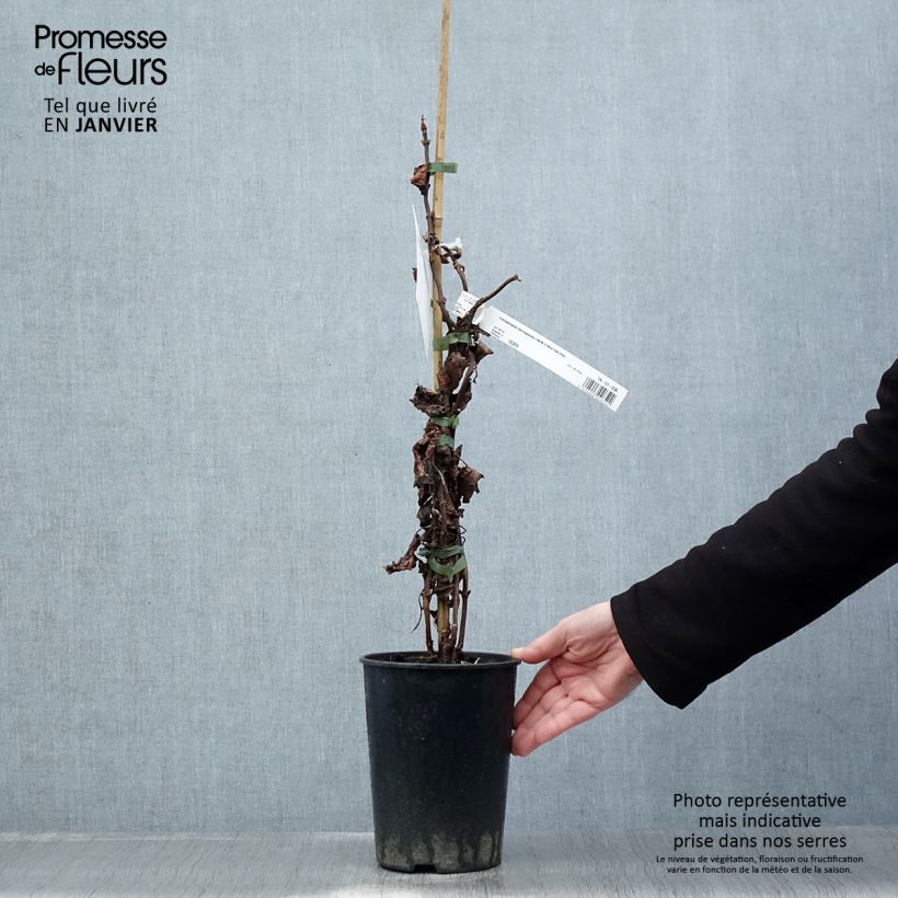 Exemplar von Schizophragma hydrangeoides Snow Sensation - Spalthortensie Topf mit 3L/4L wie im Winter geliefert