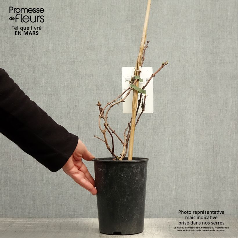 Exemplar von Schizophragma hydrangeoides Snow Sensation - Spalthortensie Topf mit 3L/4L wie im Frühjahr geliefert