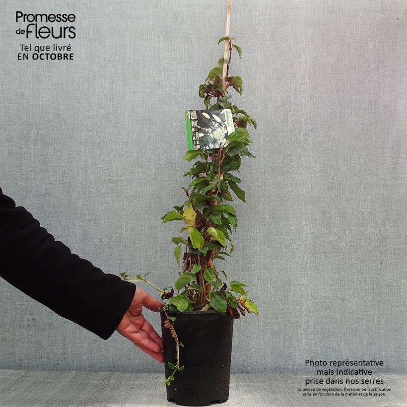 Exemplar von Schizophragma hydrangeoides Windmills - Spalthortensie Topf mit 2L/3L wie im Herbst geliefert