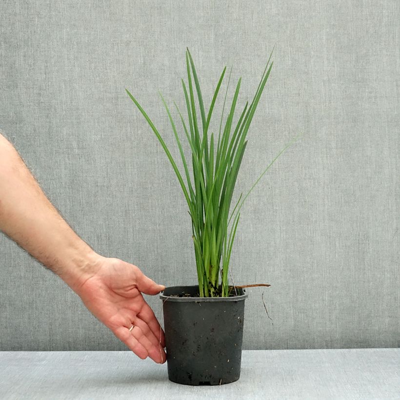 Exemplar von Schizostylis coccinea Mrs Hegarty - Spaltgriffel Topf mit 2L/3L wie im Herbst geliefert
